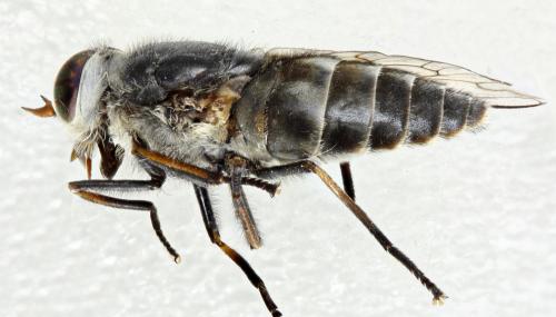 Réf. 305 462 : Hybomitra bimaculata